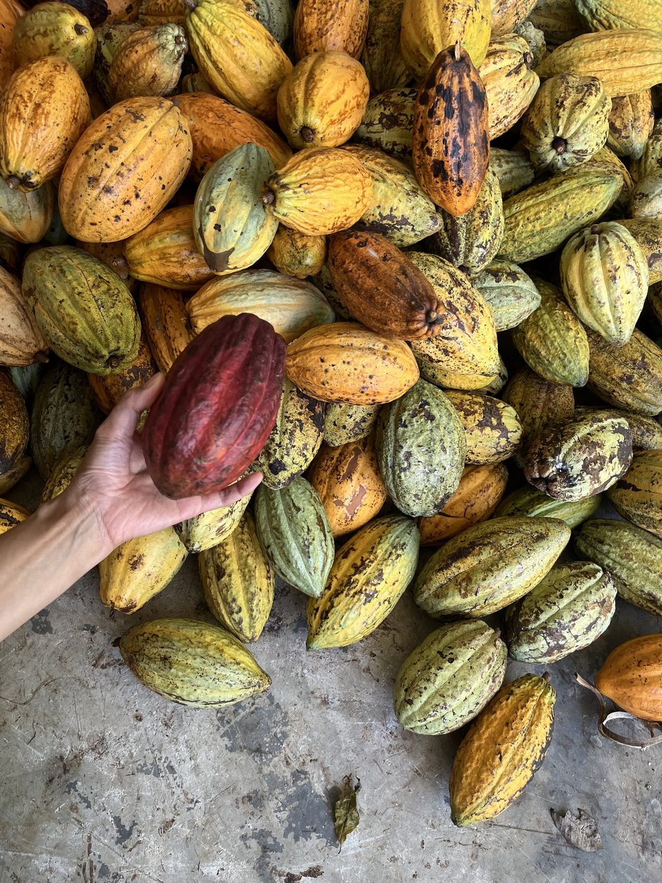 Thai cacao pods in many colours, one held up in a hand