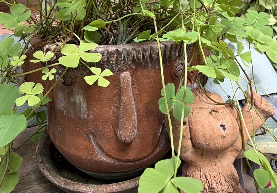 A hand-thrown pot with a smiling face pressed into it, green leaves spilling over the rim
